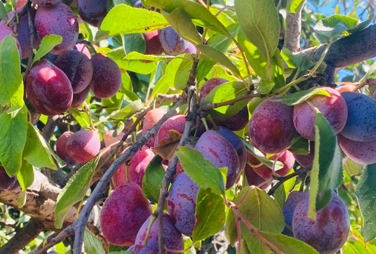 プルーン生産者紹介