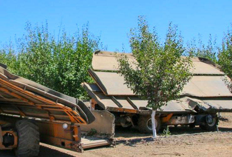 プルーン生産者紹介