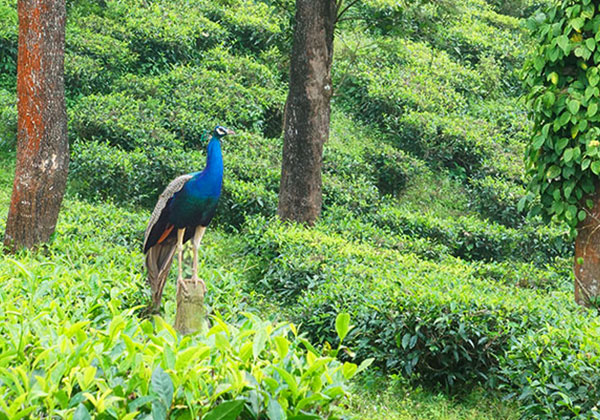 農園内のワーカーたちの住居