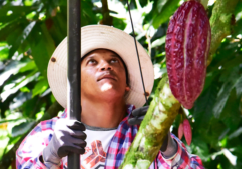 カカオ不足と高騰と、その理由