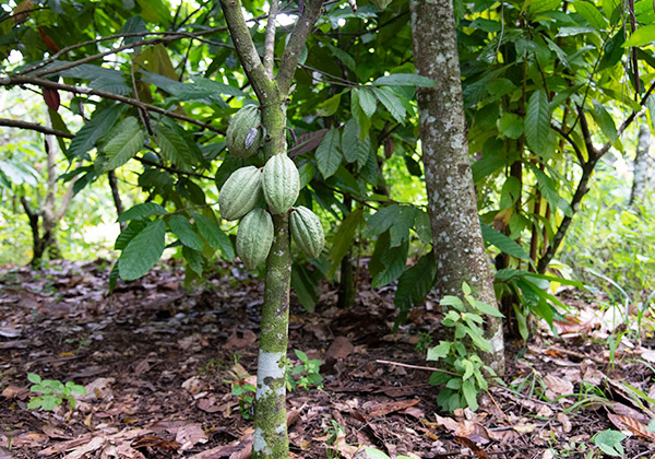 多様な環境で育つカカオの木