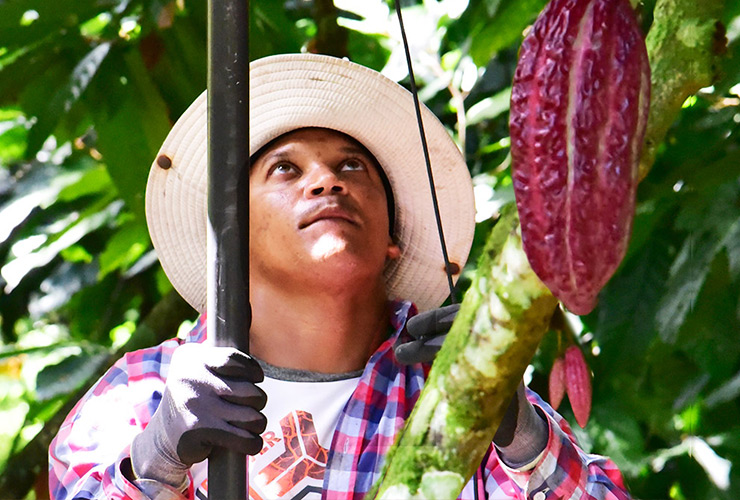 カカオ不足と高騰と、その理由